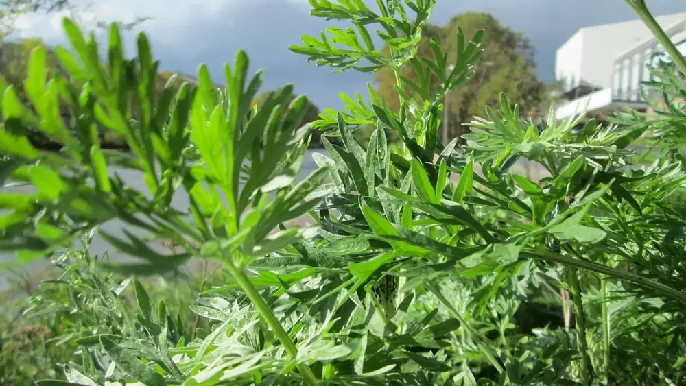 Chá de absinto: o que a ciência revela sobre a infusão