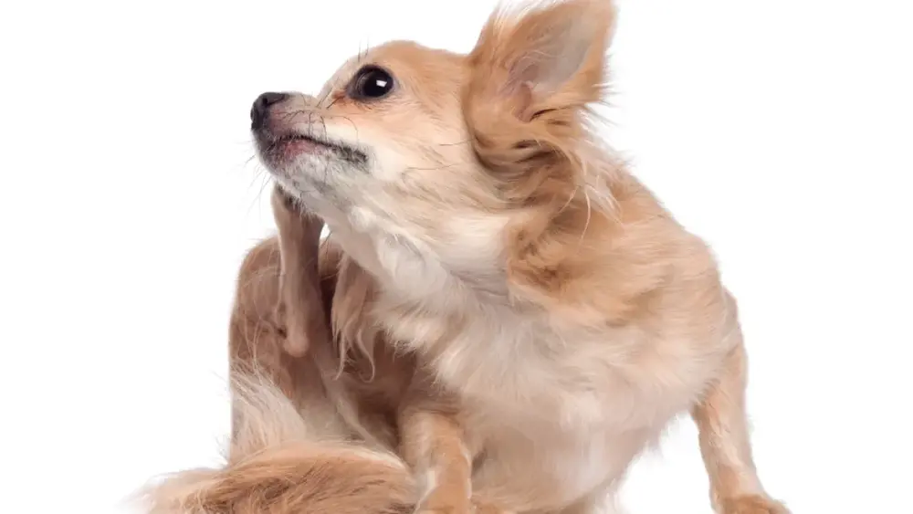 Dermatite canina: nova terapia chega ao Brasil